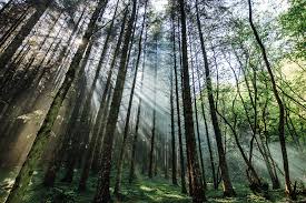 Deep in the forest (i.imgur.com). Deep In The Forest The Jungle Ni