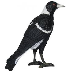 Researchers recognize 17 different species across 4 different taxonomic genuses. Australian Birds Animals Of Australia Magpie 75221