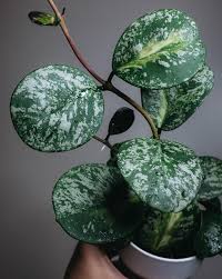 Image result for Vitex obovata