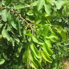 Image result for Anogeissus