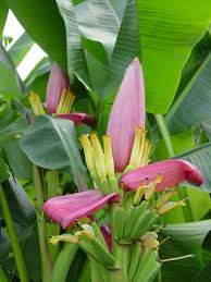 Image result for Musa ornata