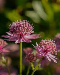 Image result for Astrantia major `Roma`