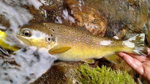 Chiefs, dodgers, lakers and lightning. Che Colore Vedono I Pesci In Acqua