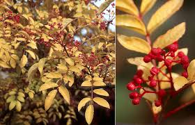 Image result for Zanthoxylum sp. A
