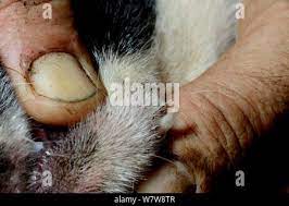 Human Botfly Dermatobia Hominis Larvae In Dogs Skin Showing Breathing Tube French Guiana Stock Photo Alamy