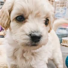 Goldendoodle puppies for sale in atlanta. Daisy S Mini Golden Doodle Puppies Home Facebook