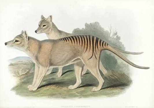 Extinction - Wikipedia