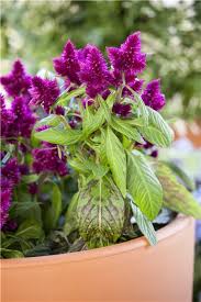 Celosia plumosa