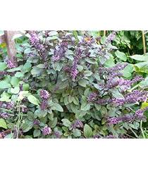 Image result for Ocimum lamiifolium