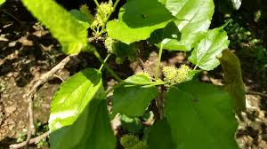 Image result for Morus