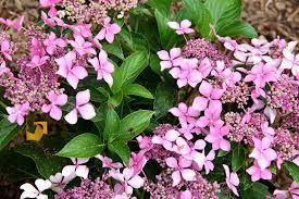 Dig a hole one foot wider and about as. Plantfiles Pictures Bigleaf Hydrangea Lacecap Claudie Hydrangea Macrophylla By Melody
