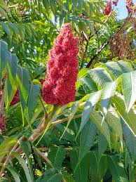 The fruit is also eaten raw, cooked or. Sacred Tree Profile The Medicine Magic And Uses Of Staghorn Sumac Rhus Typhina The Druid S Garden
