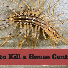 Unlike other types of crickets, camel crickets do not have wings. How To Kill House Centipedes Dengarden