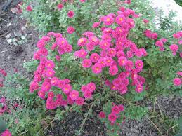 Halk arasında hangi çiçeğin adı gözün bir özelliğini övmek için söylenir? Cittaslow Botanik Park Kasimpati Cicekleri Krizantem