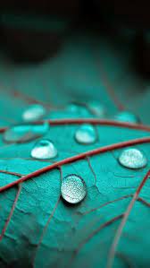Shink In Url Shortener Leaves Water Drop On Leaf Macro Pictures