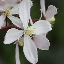 On apr 20, 2008, biker1 from mclean, va (zone 7a) wrote: Buy Clematis Group 1 Syn Clematis Armandii Apple Blossom Clematis Apple Blossom