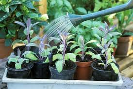 Planting instructions are included with each packet and shipping is free! How To Tell If You Are Overwatering Your Herb Garden