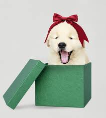 Use them in commercial designs under lifetime, perpetual & worldwide rights. Golden Retriever Puppy In A Green Christmas Gift Box Stock Photo Image Of Pooch Celebration 132985902