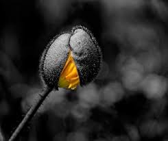 Art Black And White Pictures To Color Grayscale Paintings With 1 Color Google Search Selective Color Photography Color Splash Color Pop