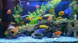 Banyak orang yang lebih memilih memelihara ikan hias dan bukan ikan ini juga merupakan jenis ikan hias pemakan cacing pipih yang sering ada di aquarium dan menjadi. Jenis Jenis Ikan Hias Air Tawar Mudah Dipelihara