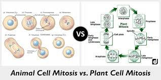 Discover popular biology study sets on quizlet. Cytokinesis In Plant And Animal Cells Quizlet