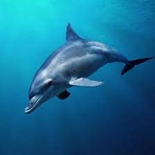 At the other end of the spectrum, some species rarely get cancer. The Spirit Animal That Best Represents Your Zodiac Sign Yourtango
