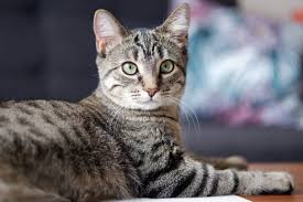 ‪Spots, stripes and blotches: Color patterns of cat fur tracked to a key gene‬‏