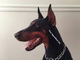 Doberman puppies for adoption from your local north carolina animal shelter usually cost less than getting one from a specialized doberman dog breeder. Doberman Pinscher Puppy Dog For Sale In Charlotte North Carolina