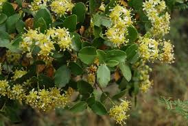 Image result for Quillaja saponaria