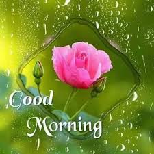 You can also share thees latest and beautiful good morning. Lovethispic Offers Single Pink Good Morning Flower Pictures Photos Images To Good Morning Flowers Good Morning Flowers Pictures Latest Good Morning Images