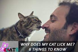 Why Does My Cat Lick Me 6 Things To Know About Cats Catsfud Cats Cat Biting Cat Language