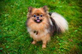 Maybe you would like to learn more about one of these? Is The Lovable Shih Tzu Pomeranian Mix The Right Pet For You K9 Web
