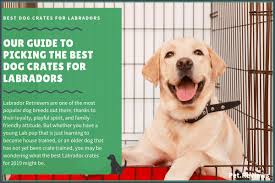 5 Best Labrador Crates Our 2019 Labrador Crate Size Guide