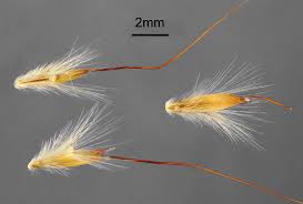 Image result for Ischaemum amethystinum