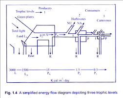 2 Models Of Flow Of Energy In An Ecosystem With Diagram