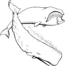 Creative Image Of Great White Shark Coloring Pages Davemelillo Com Whale Coloring Pages Shark Coloring Pages Cool Coloring Pages