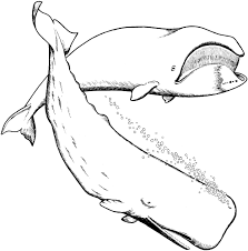 Summertime is shark season, and we're all about learning more about these fantastic and fearsome creatures! Creative Image Of Great White Shark Coloring Pages Davemelillo Com Whale Coloring Pages Shark Coloring Pages Jonah And The Whale