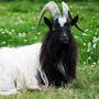 Unique goat breeds from farmflavor.com