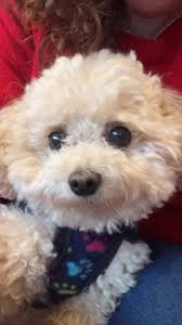 La autoestima bien alta para este jueves que huele a viernes🤗, Mucha  energía positiva para todos, les quieroooo ☺️🥰❣️, ., ., ., ., ., ., ., .,  #dog #caniche #canichemicrotoy #instadog #sweetdog ...