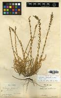 Image result for Sarcocornia decumbens
