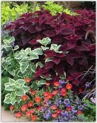 Maybe you would like to learn more about one of these? Annuals That Like The Heat Hot Weather Plants Southern Garden Gardening Plants Heat Tolerant Plants Southern Garden