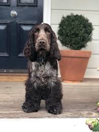Chocolate Roan English Cocker Spaniel English Cocker Cocker Spaniel English Cocker Spaniel Puppies