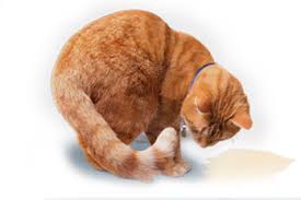 Urinary tract infections, or utis, are a common but frustrating condition that countless people have to deal with. Urinary Tract Disease In Cats Hill S Pet