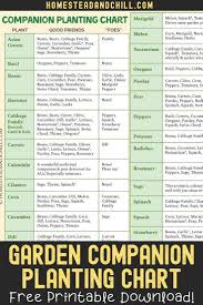 Companion Istutus 101 W Garden Kumppani Istutus Kuvio Garden Companion Planting Companion Planting Chart Companion Planting Vegetables