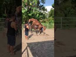 Marriage horse at my father's farm.!! Download Nonton Kuda Kawin Antara Tertawa Bahagia Dan Gimana Gituuu Mp4 Mp3 3gp Naijagreenmovies Fzmovies Netnaija