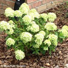 Image Result For Little Lime Hydrangea Little Lime Hydrangea Hydrangea Paniculata Green Hydrangea