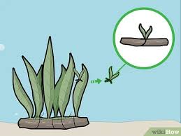 Untuk menanamnya, yang pertama pilih rimpang yang terlihat sehat, kemudian potong setengah. How To Plant A Java Fern 12 Steps With Pictures Wikihow