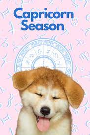 Capricorn Dog Personality What Being A Capricorn Says About Your Dog Dog Personality Your Dog Dog Zodiac