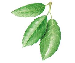 Image result for Quercus suber