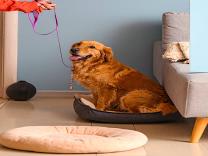 Dog Boarding product image